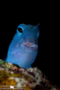 Blue blenny by Pietro Cremone 